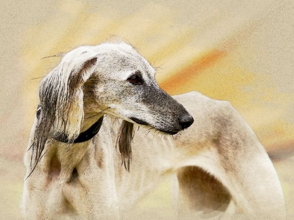 Produktbild: CALVENDO Puzzle Ein Motiv aus dem Kalender Saluki Portraits | 1000 Teile Lege-Gr&ouml;&szlig;e 64x48cm Foto-Puzzle f&uuml;r gl&uuml;ckliche Stunden