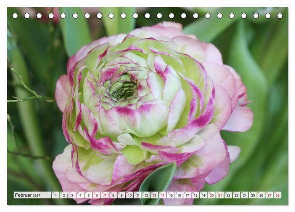 Produktbild: Blumen, bunt gemischt (Tischkalender 2027 DIN A5 quer), CALVENDO Monatskalender