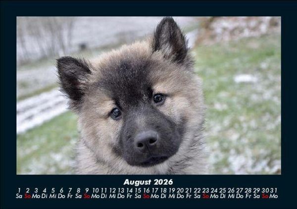 Produktbild: Hundezauber 2026 Fotokalender DIN A5
