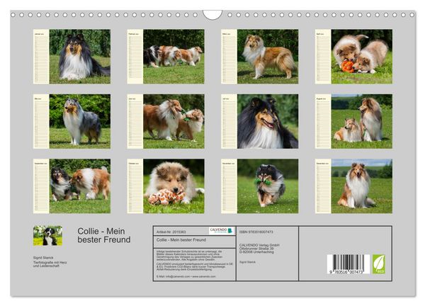 Produktbild: Collie - Mein bester Freund (Wandkalender 2026 DIN A3 quer), CALVENDO Monatskalender
