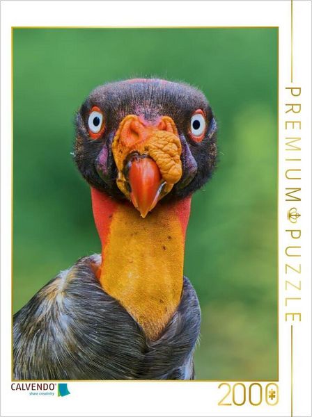 CALVENDO Puzzle Auge in Auge mit dem Königsgeier - Wildes Costa Rica | 2000 Teile Lege-Größe 90x67cm Foto-Puzzle für glückliche Stunden
