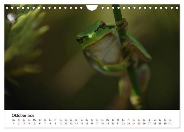 Produktbild: Besucher im Garten - Laubfr&ouml;sche (Wandkalender 2026 DIN A4 quer), CALVENDO Monatskalender