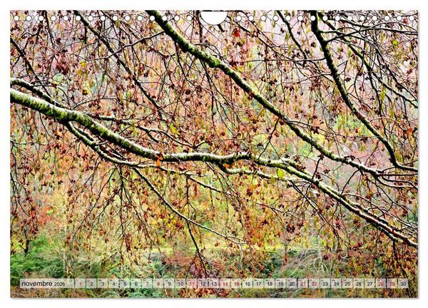 Produktbild: Au c&oelig;ur de la for&ecirc;t (Calendrier mural 2026 DIN A4 vertical), CALVENDO calendrier mensuel