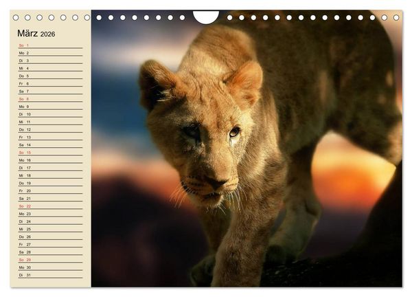 Produktbild: L&ouml;wen in freier Wildbahn (Wandkalender 2026 DIN A4 quer), CALVENDO Monatskalender