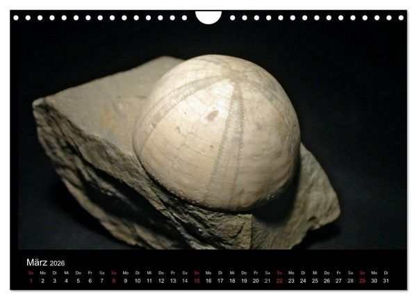 Produktbild: Fossilien - Zeugen der Urzeit (Wandkalender 2026 DIN A4 quer), CALVENDO Monatskalender