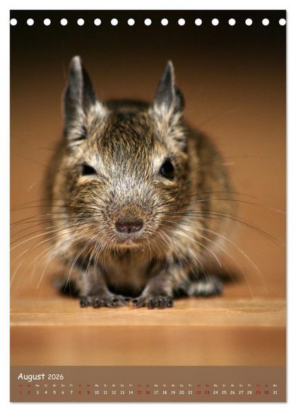 Produktbild: Degus - Winzlinge mit gro&szlig;em Herz (Tischkalender 2026 DIN A5 hoch), CALVENDO Monatskalender
