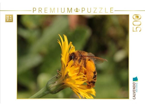 CALVENDO Puzzle Hosenbiene auf Ferkelkraut | 500 Teile Lege-Größe 48 × 36 cm Foto-Puzzle für Erwachsene