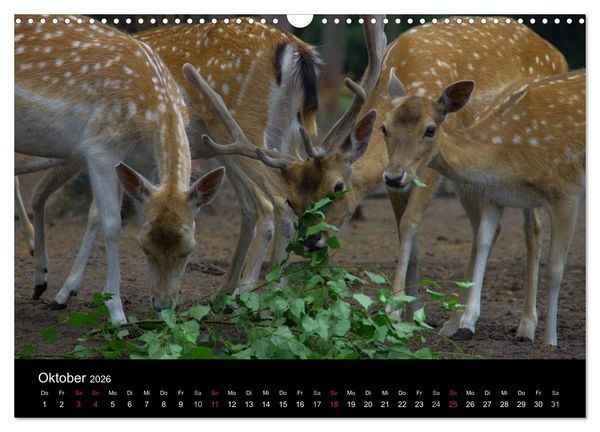 Produktbild: Welt der Tiere (Wandkalender 2026 DIN A3 quer), CALVENDO Monatskalender