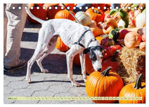Produktbild: M&auml;rkte der Welt - fotografische Impressionen von M&auml;rkten ber&uuml;hmter St&auml;dte (Tischkalender 2027 DIN A5 quer), CALVENDO Monatskalender