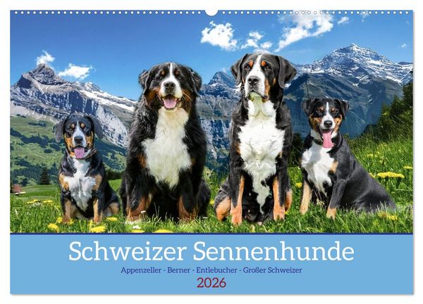 Produktbild: Schweizer Sennenhunde - Appenzeller - Berner - Entlebucher - Gro&szlig;e Schweizer (Wandkalender 2026 DIN A2 quer), CALVENDO Monatskalender