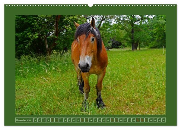 Produktbild: Faszination Rheinisch-Deutsches Kaltblut (Wandkalender 2026 DIN A2 quer), CALVENDO Monatskalender