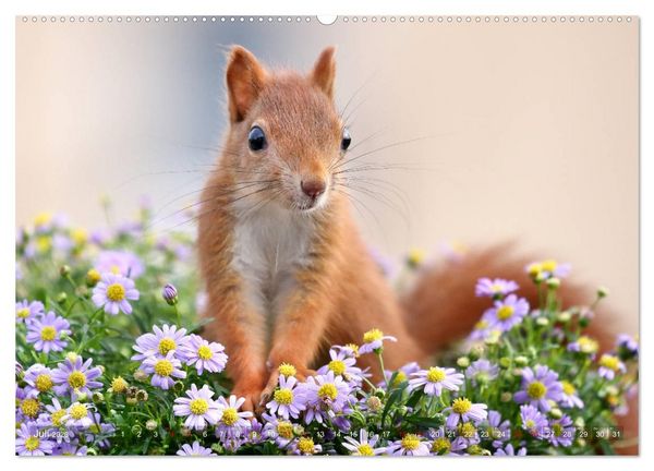 Produktbild: Eichh&ouml;rnchen Momentaufnahmen f&uuml;rs Herz (hochwertiger Premium Wandkalender 2026 DIN A2 quer), Kunstdruck in Hochglanz