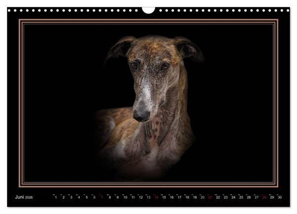 Produktbild: Galgo Espa&ntilde;ol 2026- Der spanische Windhund (Wandkalender 2026 DIN A3 quer), CALVENDO Monatskalender