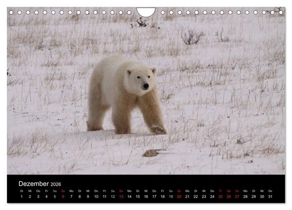 Produktbild: Arktische Tr&auml;ume - Eisb&auml;ren in Kanada (Wandkalender 2026 DIN A4 quer), CALVENDO Monatskalender