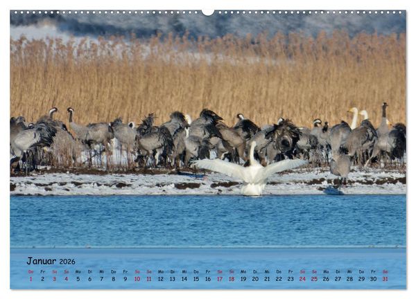 Produktbild: Faszination Zugv&ouml;gel - Rekorde in der Vogelwelt (Wandkalender 2026 DIN A2 quer), CALVENDO Monatskalender