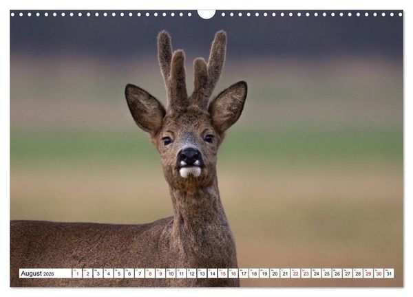 Produktbild: Anmut mit sanften Augen - Rehwild in der freien Natur (Wandkalender 2026 DIN A3 quer), CALVENDO Monatskalender
