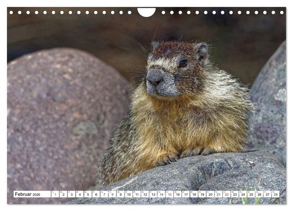 Produktbild: Tierwelt in den Canadian Rockies (Wandkalender 2026 DIN A4 quer), CALVENDO Monatskalender