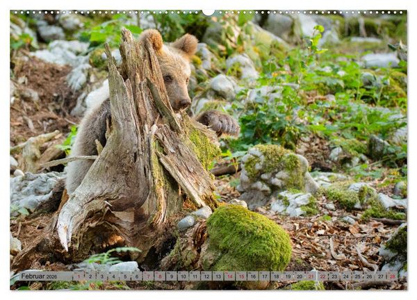 Produktbild: Krafttier B&auml;r (hochwertiger Premium Wandkalender 2026 DIN A2 quer), Kunstdruck in Hochglanz