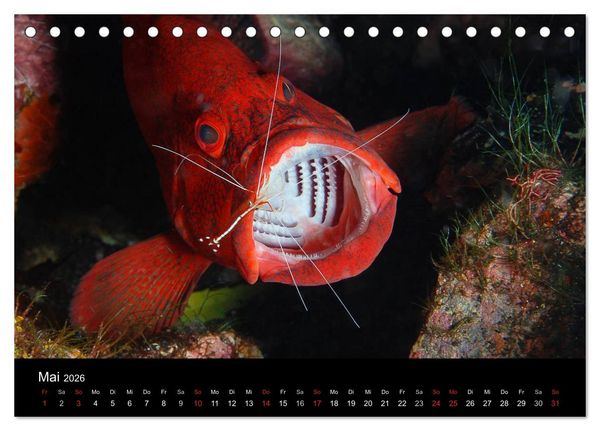 Produktbild: Unterwasser (Tischkalender 2026 DIN A5 quer), CALVENDO Monatskalender