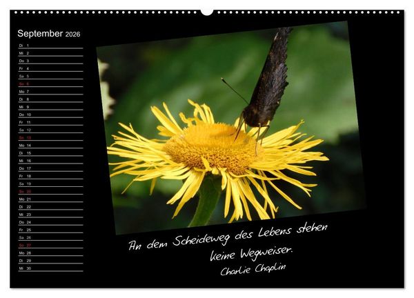 Produktbild: Gelbe Lebensfreude (Wandkalender 2026 DIN A2 quer), CALVENDO Monatskalender