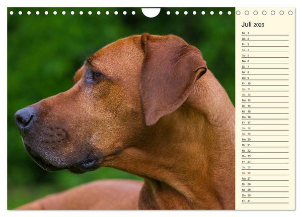 Produktbild: Rhodesian Ridgeback 2026 (Wandkalender 2026 DIN A4 quer), CALVENDO Monatskalender