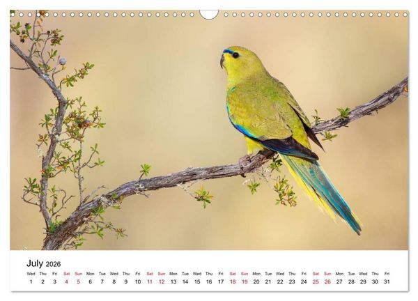 Produktbild: Australian Parrots (Wall Calendar 2026 DIN A3 landscape), CALVENDO 12 Month Wall Calendar