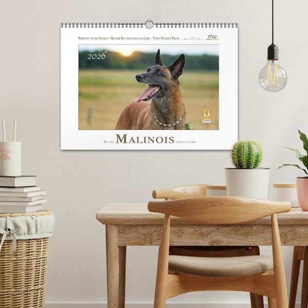 Produktbild: Mit dem Malinois durch das Jahr (Wandkalender 2026 DIN A3 quer), CALVENDO Monatskalender