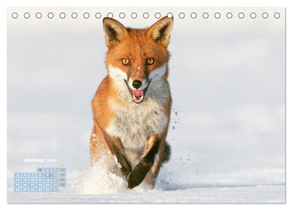 Produktbild: Der Fuchs: Kluger J&auml;ger (Tischkalender 2026 DIN A5 quer), CALVENDO Monatskalender