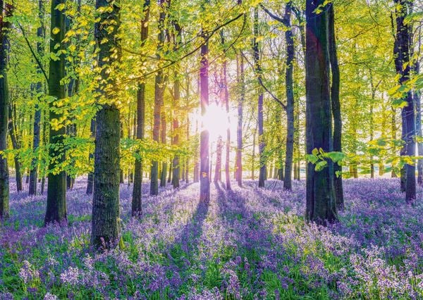 Produktbild: Zarte Glockenblumen im Wald - NEU