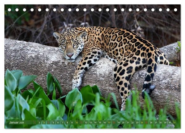 Produktbild: Jaguare im Pantanal (Tischkalender 2026 DIN A5 quer), CALVENDO Monatskalender
