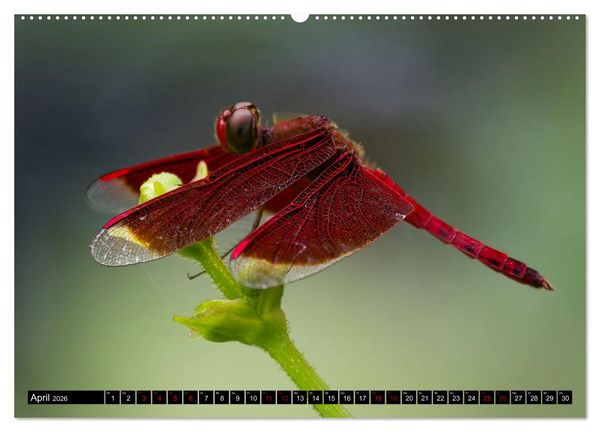 Produktbild: Singapurs Tierwelt (Wandkalender 2026 DIN A2 quer), CALVENDO Monatskalender