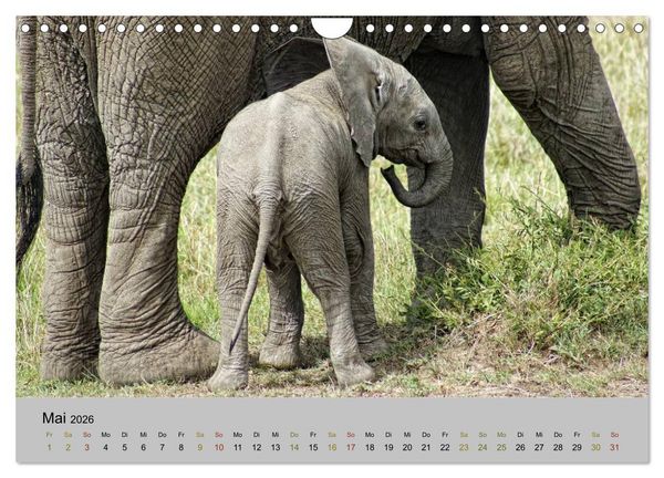 Produktbild: Safari Impressionen / Kenia (Wandkalender 2026 DIN A4 quer), CALVENDO Monatskalender