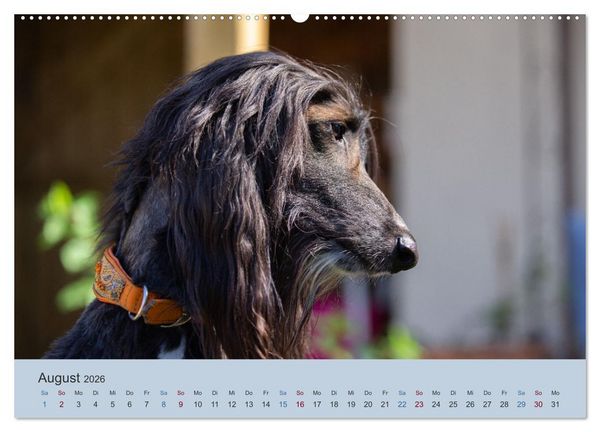 Produktbild: AFGHANISCHE WINDHUNDE 2026 (hochwertiger Premium Wandkalender 2026 DIN A2 quer), Kunstdruck in Hochglanz