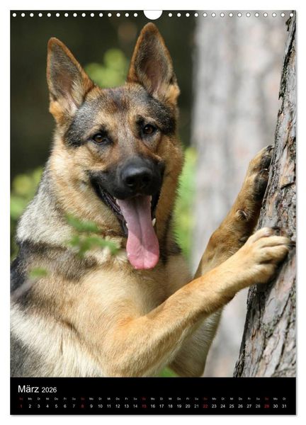 Produktbild: Deutscher Sch&auml;ferhund (Wandkalender 2026 DIN A3 hoch), CALVENDO Monatskalender