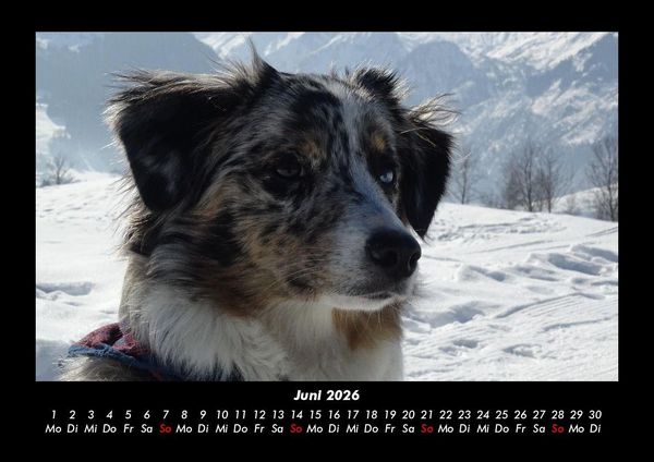 Produktbild: Hunde 2026 Fotokalender DIN A3