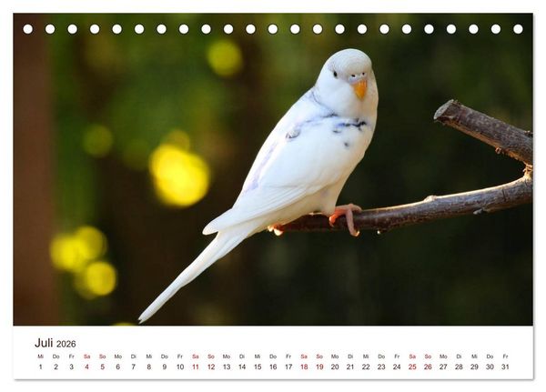 Produktbild: Wellensittiche - der NEUE Kalender (Tischkalender 2026 DIN A5 quer), CALVENDO Monatskalender
