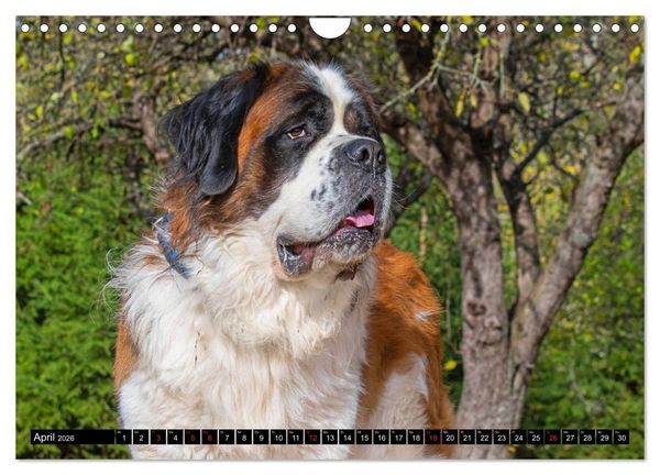 Produktbild: Bernhardiner - Gigant auf vier Pfoten (Wandkalender 2026 DIN A4 quer), CALVENDO Monatskalender