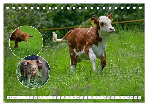 Produktbild: Weidetiere - Landschaftsgestalter seit Jahrhunderten (Tischkalender 2026 DIN A5 quer), CALVENDO Monatskalender