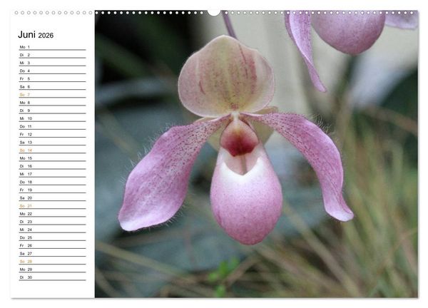 Produktbild: Prachtvolle Orchideen (hochwertiger Premium Wandkalender 2026 DIN A2 quer), Kunstdruck in Hochglanz