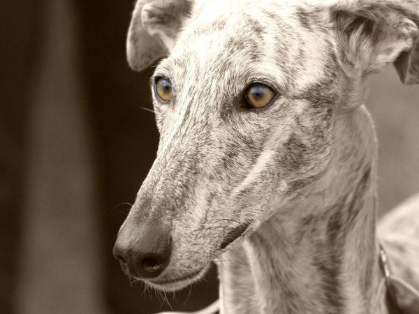 Produktbild: CALVENDO Puzzle Galgo Espa&ntilde;ol | 1000 Teile Lege-Gr&ouml;&szlig;e 64x48cm Foto-Puzzle f&uuml;r gl&uuml;ckliche Stunden