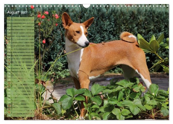 Produktbild: Basenji the African Barkless Dog (Wall Calendar 2027 DIN A3 landscape), CALVENDO 12 Month Wall Calendar