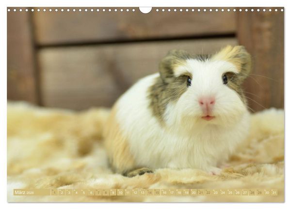 Produktbild: BABY Meerschweinchen Traumhaft s&uuml;&szlig; (Wandkalender 2026 DIN A3 quer), CALVENDO Monatskalender