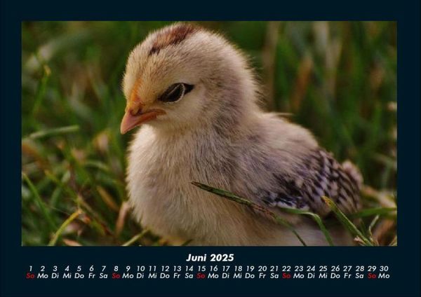 Produktbild: Welt der V&ouml;gel 2025 Fotokalender DIN A4