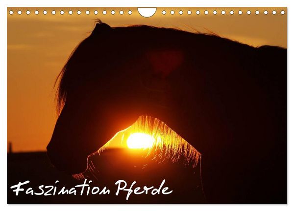 Produktbild: Faszination Pferde (Wandkalender 2026 DIN A4 quer), CALVENDO Monatskalender