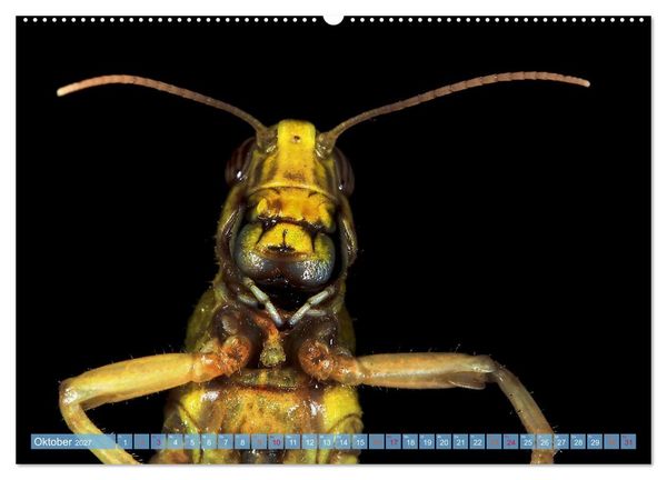 Produktbild: INSEKTENGESICHTER (hochwertiger Premium Wandkalender 2027 DIN A2 quer), Kunstdruck in Hochglanz