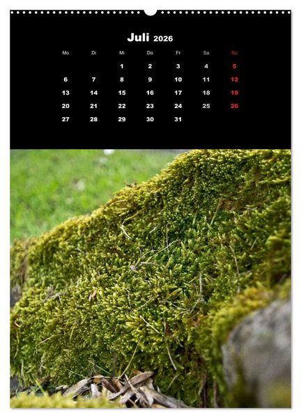 Produktbild: Die Welt der Moose. Ein Blick nach unten (Wandkalender 2026 DIN A2 hoch), CALVENDO Monatskalender