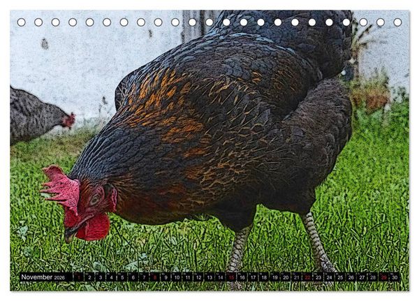Produktbild: Die H&uuml;hner sind los! (Tischkalender 2026 DIN A5 quer), CALVENDO Monatskalender