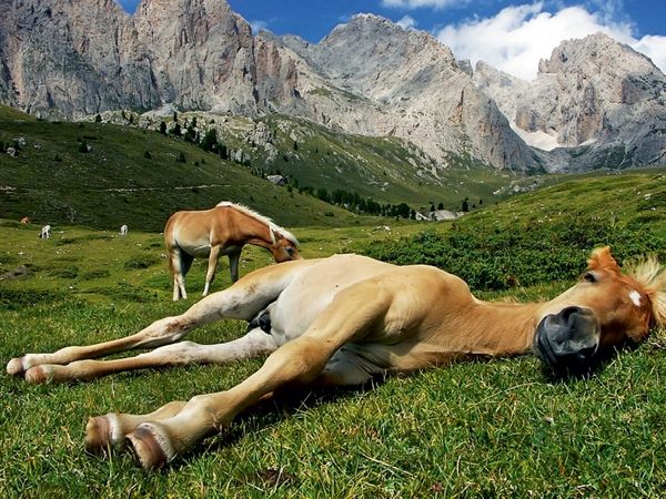 Produktbild: CALVENDO Puzzle Pferdehimmel | 1000 Teile Lege-Gr&ouml;&szlig;e 64x48cm Foto-Puzzle f&uuml;r gl&uuml;ckliche Stunden