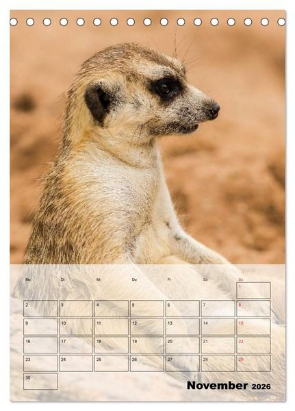 Produktbild: Erdm&auml;nnchen - Afrikas liebenswerte Zwerge (Tischkalender 2026 DIN A5 hoch), CALVENDO Monatskalender