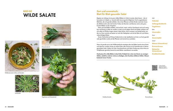 Produktbild: Wildkräuter – Bestimmen, Sammeln, Zubereiten